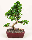 Fukien Tea Flowering Bonsai Tree  - Extra Large Curved Trunk Style (ehretia microphylla)