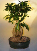 Ginseng Ficus Bonsai Tree - Large (Ficus Retusa)