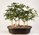 HawaiianUmbrellaBonsaiForest