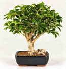 Hawaiian-Umbrella-Bonsai-Tree