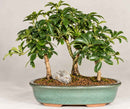 Hawaiian Umbrella Bonsai Forest