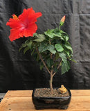 Hibiscus Bonsai Tree
