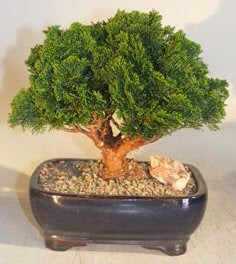 Hinoki Cypress Bonsai Tree Evergreen Conifer - Medium