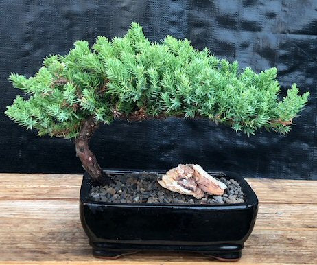 Juniper Bonsai Tree Medium