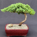 FREE SHIPPING - Juniper Bonsai Tree - Large (Juniper Procumbens "nana")