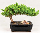 Juniper_Bonsai_Tree_Medium