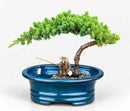 Juniper Bonsai Tree Land/Water Pot - Small  (Juniper Procumbens "nana")