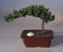 Juniper Bonsai Tree with Golf Ball
