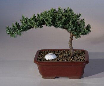 Juniper with Fairway Golf Ball (Juniper Procumbens "nana")