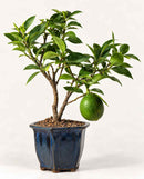 Lemon-Bonsai-Tree