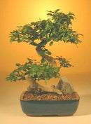 Ligustrum Bonsai Tree