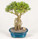 Flowering Mount Fuji Serissa Bonsai Tree - Large With Raised Roots (serissa foetida)