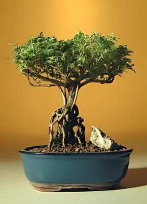 Flowering Mount Fuji Serissa Bonsai Tree With Raised Roots (serissa foetida)