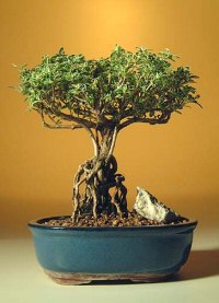 Mount Fuji Serissa Bonsai Tree