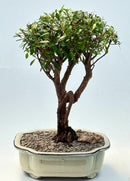 Myrtle Bonsai Tree
