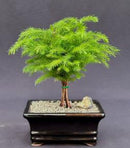 Norfolk Island Pine Bonsai Tree