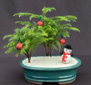 Norfolk Island Pine Bonsai Tree