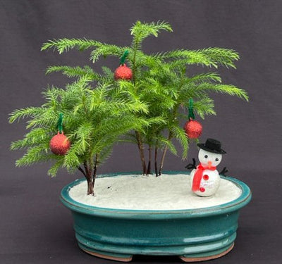 bonsai christmas tree Norfolk Island Pine Bonsai Tree: Holiday Scene