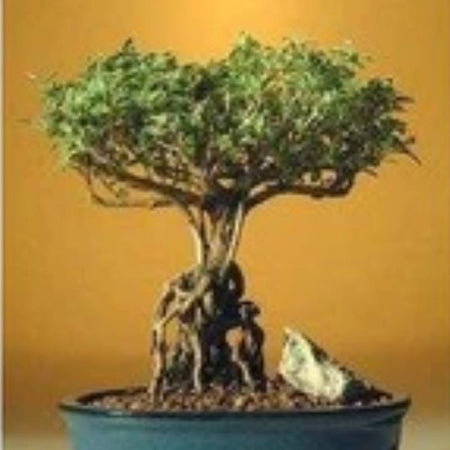 Cheap bonsai trees