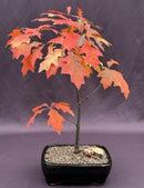Pin Oak Bonsai Tree