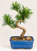 Podocarpus-Bonsai-Tree