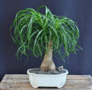 Ponytail Palm Bonsai Tree