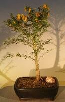 Raintree Bonsai Tree