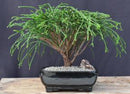 Western Red Cedar Bonsai Tree  (Thuja plicata 'Whipcord')