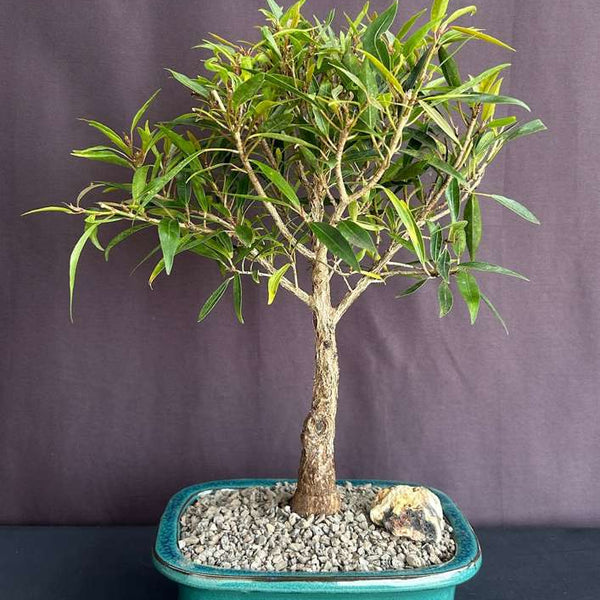 Willow Leaf Ficus Bonsai Tree - Green Bonsai