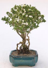 Flowering Mount Fuji Serissa Bonsai Tree