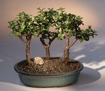 Baby Jade - 3 Bonsai Tree Group