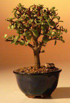 Baby Jade Bonsai Tree - Small (Portulacaria Afra)