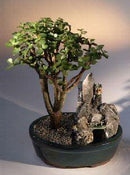 Baby Jade Bonsai Tree Stone Landscape Scene (portulacaria afra)