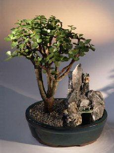 Baby Jade Bonsai Tree Stone Landscape Scene (portulacaria afra)