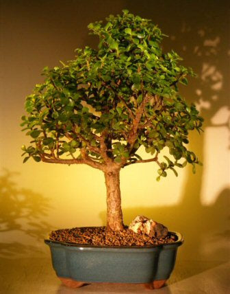 Baby Jade Bonsai Tree