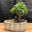 Baby Jade Bonsai Tree