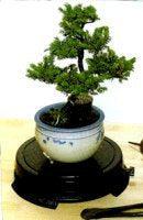 Bonsai Turntable Indoor or Outdoor - 6"