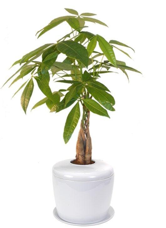 Braided Money Bonsai Tree (pachira aquatica) and Porcelain Ceramic Cremation Urn with Matching Humidity / Drip Tray