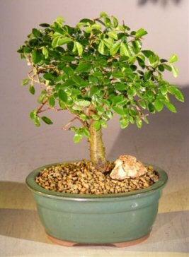 Chinese Elm Bonsai Tree - Aged Straight Trunk Style - Medium (ulmus parvifolia)