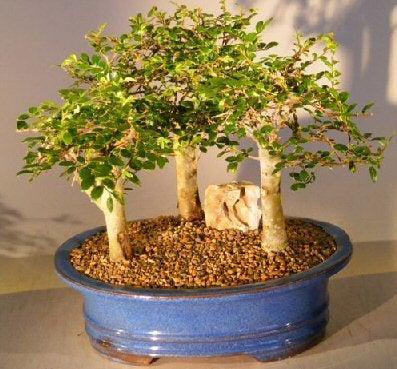 Chinese Elm Bonsai Tree - Aged Three (3) Tree Forest Group (ulmus parvifolia)