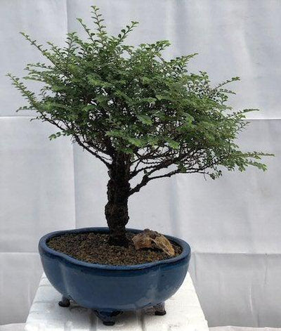 ulmus bonsai tree Chinese Seiju Elm Bonsai Tree (ulmus parvifolia 'seiju')