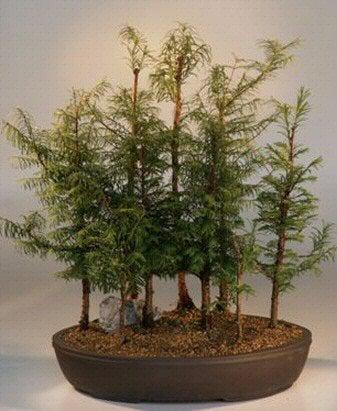Dawn Redwood 9 Tree Forest Group