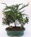 Dish Garden Bonsai Tree