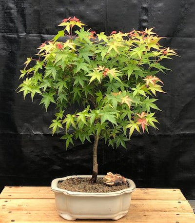 japanese mountain maple bonsai tree Dwarf Japanese Green Maple Bonsai Tree (acer palmatum dwarf)