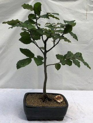 European Beech Bonsai Tree (fagus sylvatica)