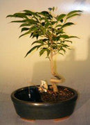 Ficus Bonsai Tree