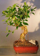 Ficus Retusa Bonsai Tree