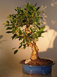 Ficus Retusa Golden Coin Bonsai Tree