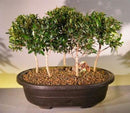 Flowering Brush Cherry Bonsai Tree Five Tree Forest Group (eugenia myrtifolia)