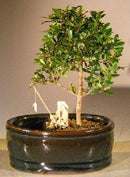 Flowering Brush Cherry Bonsai Tree